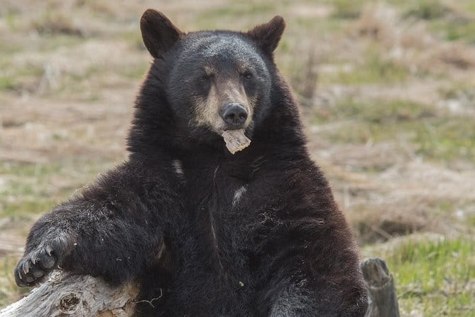 Alaska Wildlife Day Tour with Free Hotel Pickup - What’s Included and Whats Not