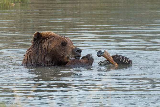 Alaska Wildlife Day Tour with Free Hotel Pickup - The Guide Experience and Reviews
