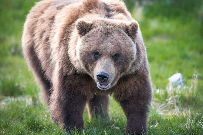 Alaska Wildlife Tour - What’s Included and What’s Not