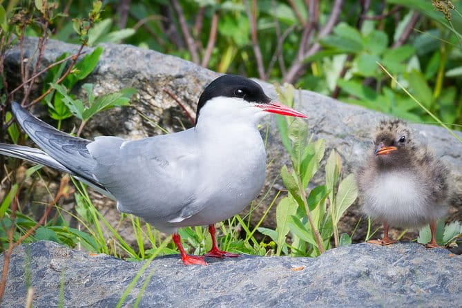 Alaska Wildlife Tour - Final Thoughts: Is the Alaska Wildlife Tour Worth It?