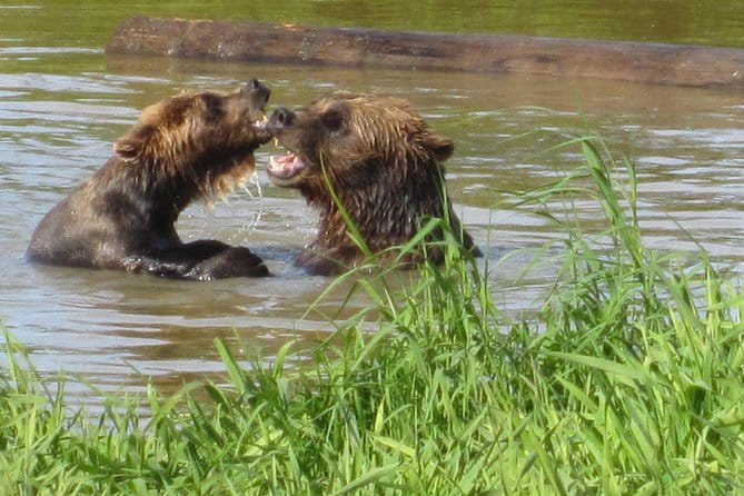 Wildlife and Glaciers with a walk in the Rainforest - Deep Dive into the Details