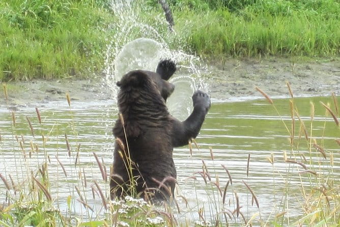 Wildlife and Glaciers with a walk in the Rainforest - Who Will Love This Tour?