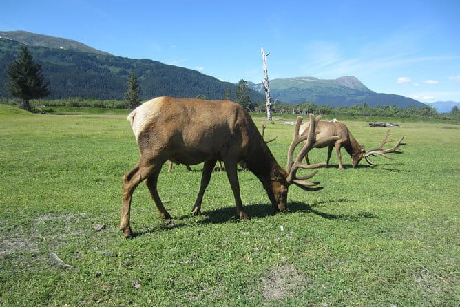 Wildlife and Glaciers with a walk in the Rainforest - Authentic Experiences and Real Feedback