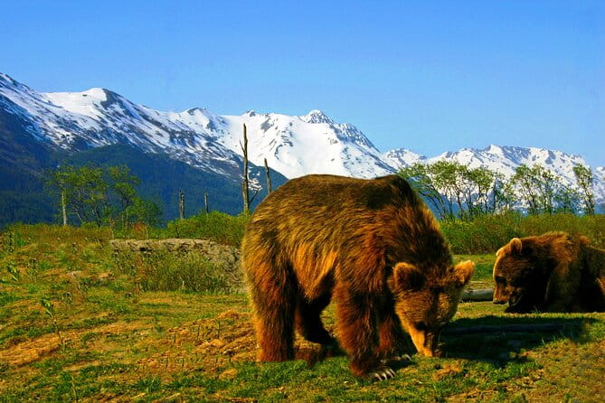 Glacier View & Wildlife Anchorage Adventure Tour - Practical Details: What You Need to Know