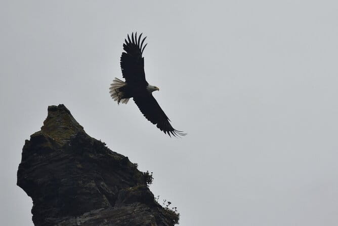 Kachemak Bay Wildlife Tour - Final Thoughts: Is It Worth It?