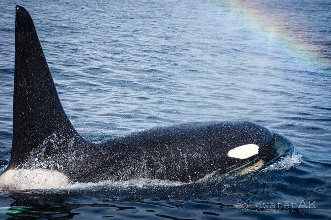 Alaska Wildlife Tour in Kachemak Bay - FAQ