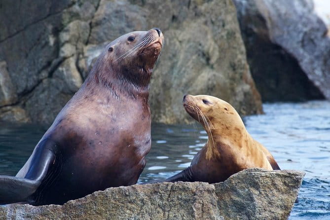 Kenai Fjords National Park Glacier & Wildlife Cruise - Pricing and Value