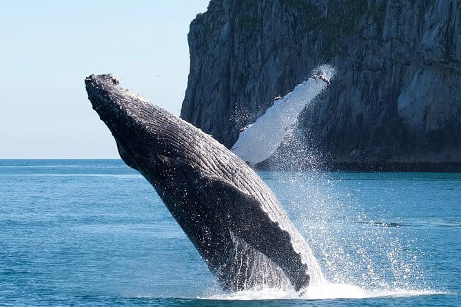 Kenai Fjords National Park Glacier & Wildlife Cruise - Wildlife Encounters and Seasonal Variations