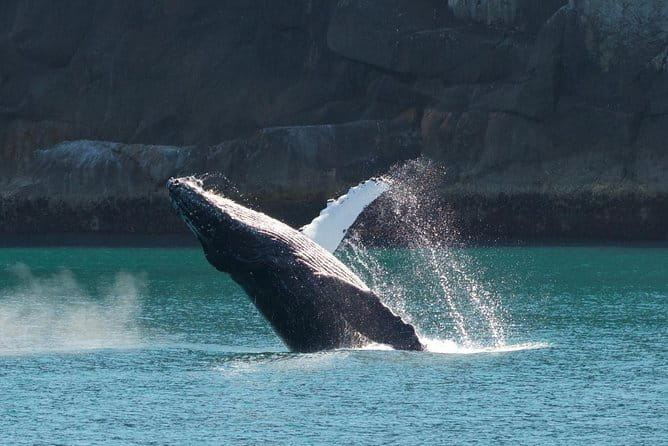 Full-Day Kenai Fjords National Park Northwestern Cruise - FAQ