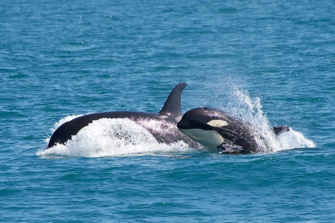Full-Day Kenai Fjords National Park Northwestern Cruise - Price and Value