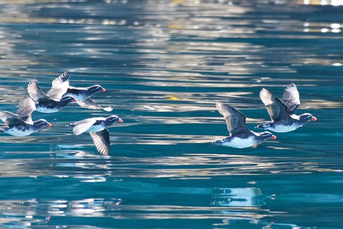 Full-Day Kenai Fjords National Park Northwestern Cruise - Who Will Love This Tour?
