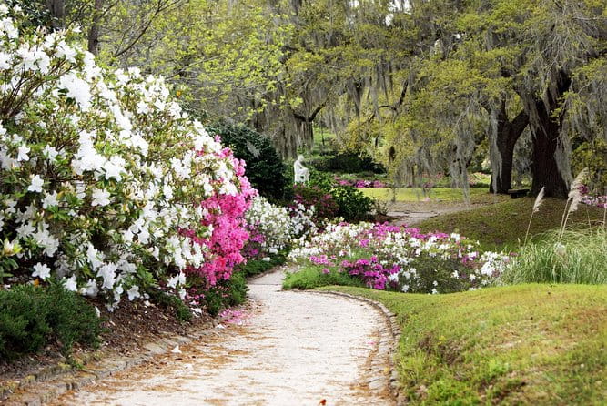 Middleton Place Admission with Self Guided Tour and Lunch - Value and Considerations