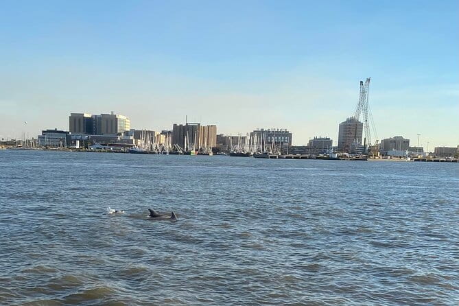 Baywatch Dolphin Tour - Who Will Love This Tour?