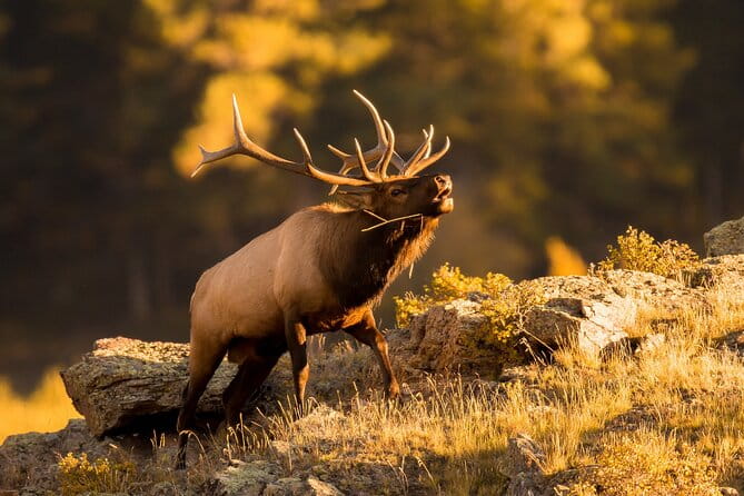 Discover Rocky Mountain National Park - Who Should Book This Tour?
