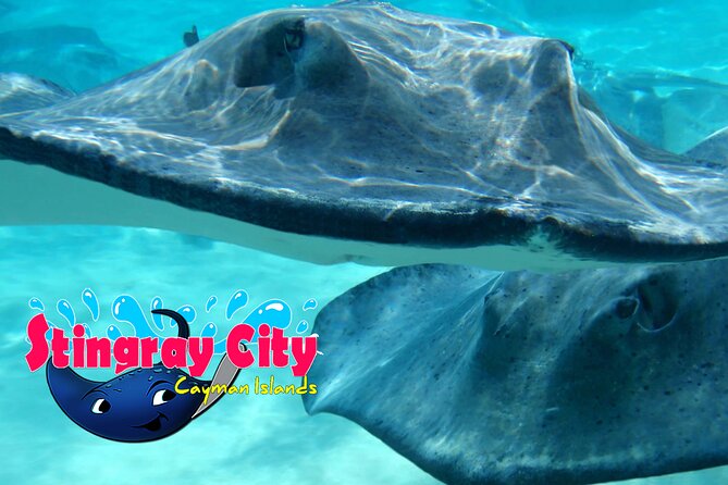 Starfish and Stingray City Fun Tour with Reef Snorkeling- 3 stops - The Value Proposition