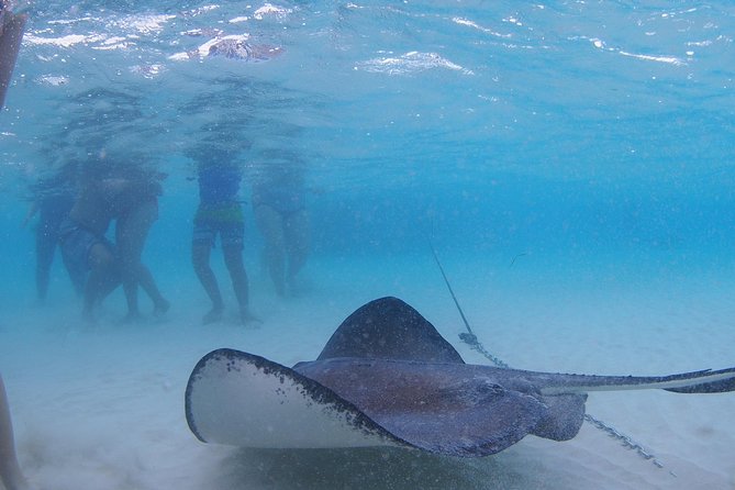 Starfish and Stingray City Fun Tour with Reef Snorkeling- 3 stops - FAQs