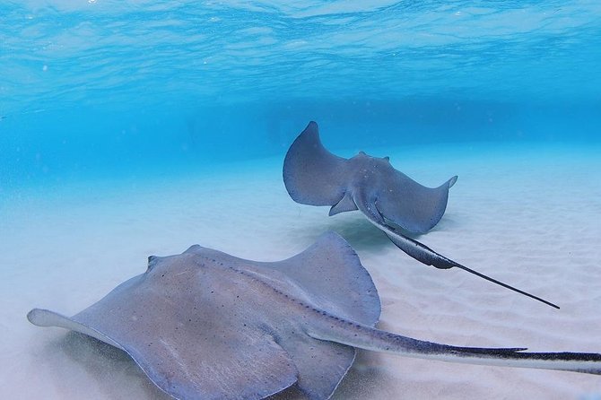Starfish and Stingray City Fun Tour with Reef Snorkeling- 3 stops - Final Thoughts