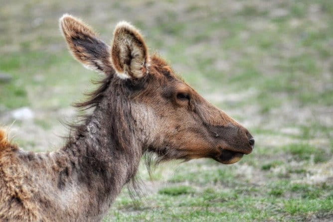 Exclusive Private Yellowstone Adventure: Explore The Lower Loop - FAQ