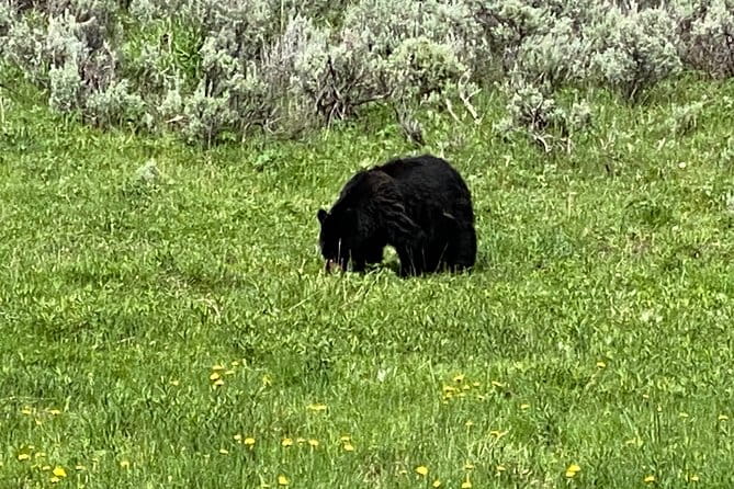 Exclusive Private Yellowstone Adventure: Explore The Lower Loop - The Sum Up