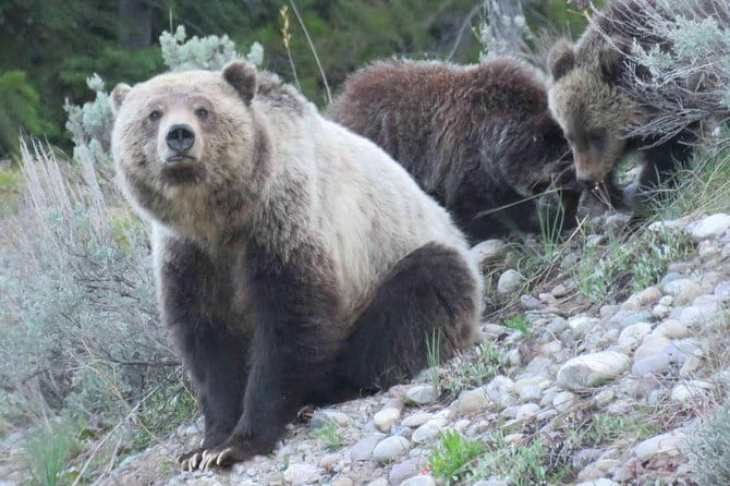 Yellowstone National Park - Full-Day Lower Loop Tour from West Yellowstone - FAQs