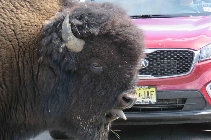 Yellowstone National Park - Full-Day Lower Loop Tour from West Yellowstone - Why This Tour Offers Real Value