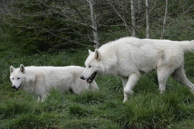 Wolf Experience - Frequently Asked Questions