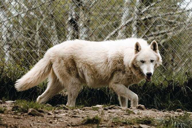 Wolf Experience - The Overall Value…and Who It’s Best For