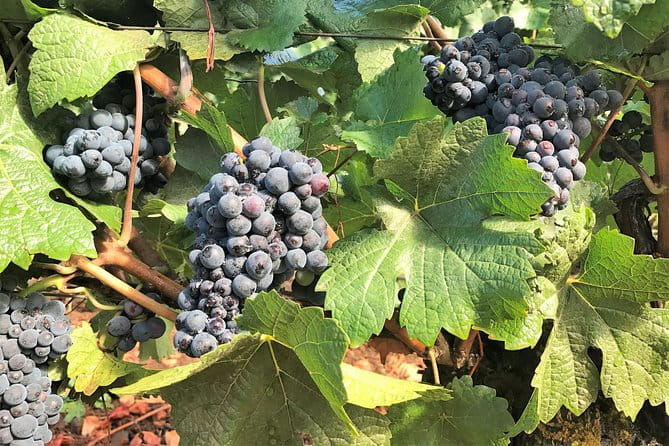 Willamette Valley Wine Tour from Portland - The Value and Practicalities