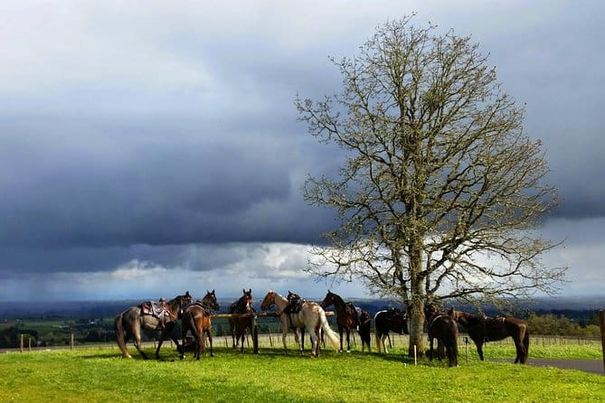 Willamette Valley Wine Tour from Portland - Who Should Consider This Tour?