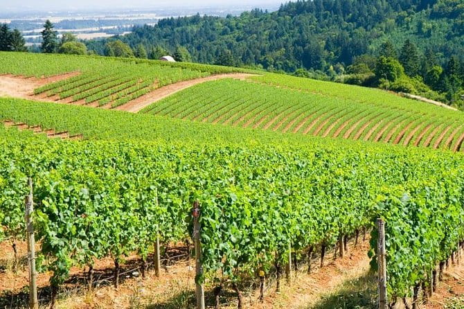 Willamette Valley Wine Tour with Lunch - An In-Depth Look at the Willamette Valley Wine Tour Experience