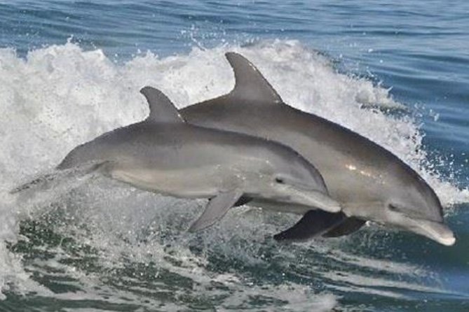 Big Fun Dolphin Cruise & Sealife Experiece ORANGE BEACH ALABAMA - Practical Details and Tips