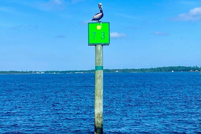 2-Hour Dolphin and Nature Eco Tour from Orange Beach - Who Will Love This Tour?