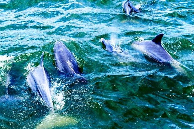 Alabama Gulf Coast Dolphin Cruise - What to Expect During the Tour
