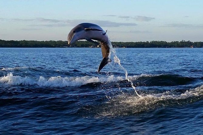 Alabama Gulf Coast Dolphin Cruise - FAQ: Your Practical Questions Answered