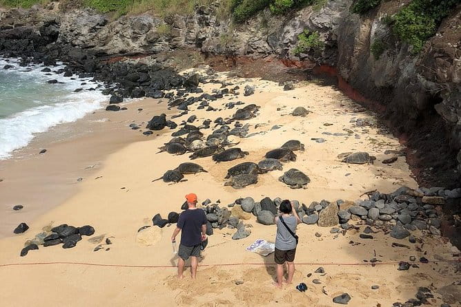 Road to Hana: Full-Day Scenic Drive with Blacksand & Waterfalls - Who Will Love This Tour?