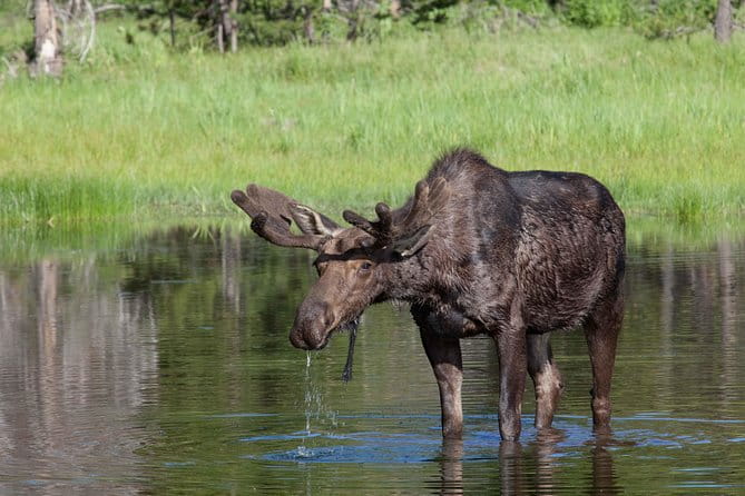 Half-Day Wildlife Safari Tour in Grand Teton National Park - An In-Depth Look at the Tour Experience
