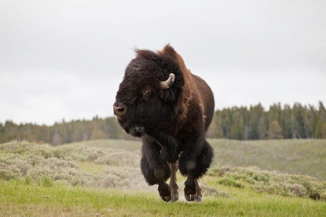 Best of Yellowstone - Guided National Park Safari Tour - The Itinerary Breakdown