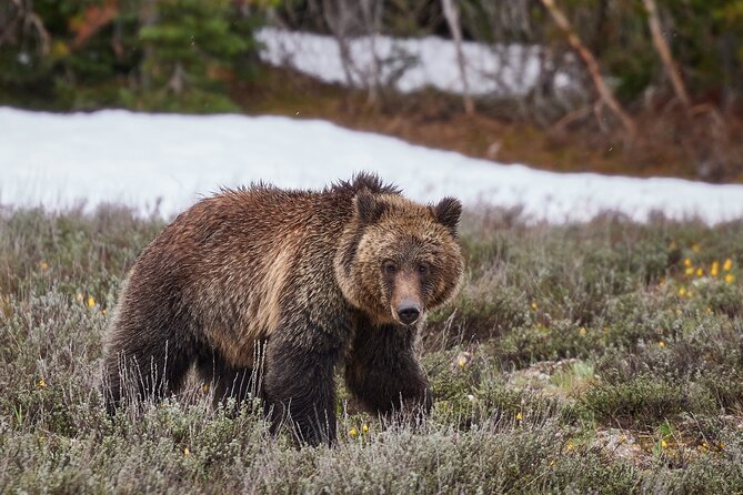 Yellowstone Lower Loop Full-Day Tour - Comfort, Convenience, and Value