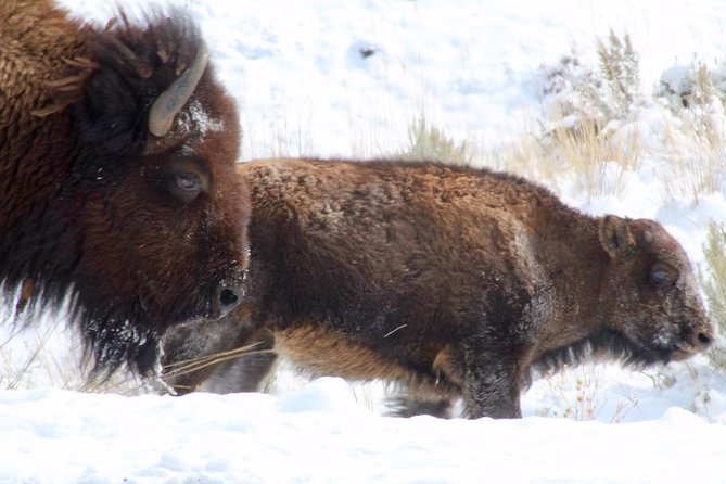 Yellowstone Lower Loop Full-Day Tour - Who Will Benefit Most?