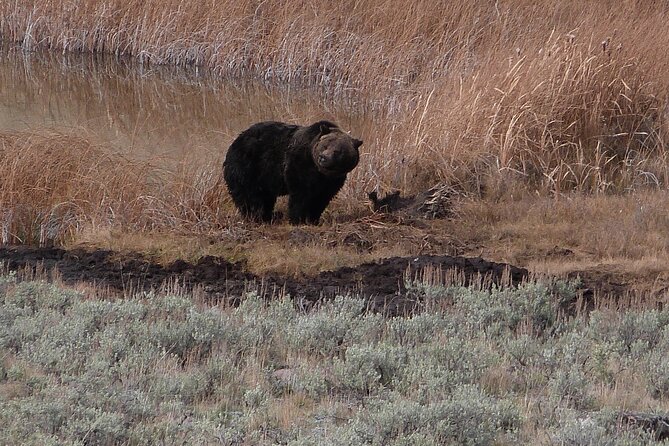 Yellowstone Lower Loop Full-Day Tour - FAQ