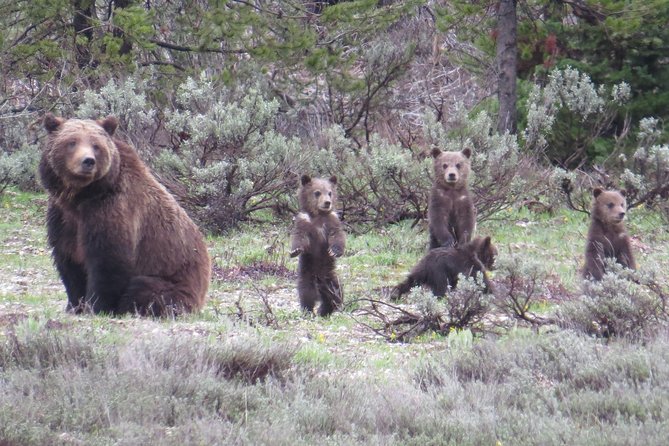Yellowstone National Park - Full-Day Lower Loop Tour from Jackson - Key Points