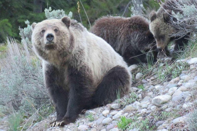 Yellowstone National Park - Full-Day Lower Loop Tour from Jackson - Logistics and Practical Aspects