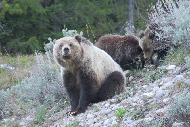Grand Teton National Park - Full-Day Guided Tour from Jackson Hole - Key Points