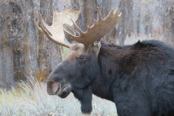 Grand Teton National Park - Full-Day Guided Tour from Jackson Hole - What’s Included and What’s Not