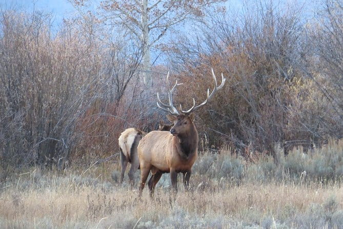 Grand Teton National Park - Full-Day Guided Tour from Jackson Hole - Who Would Love This Tour?
