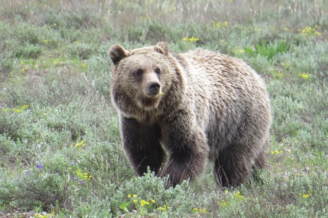 Grand Teton National Park - Full-Day Guided Tour from Jackson Hole - Final Words
