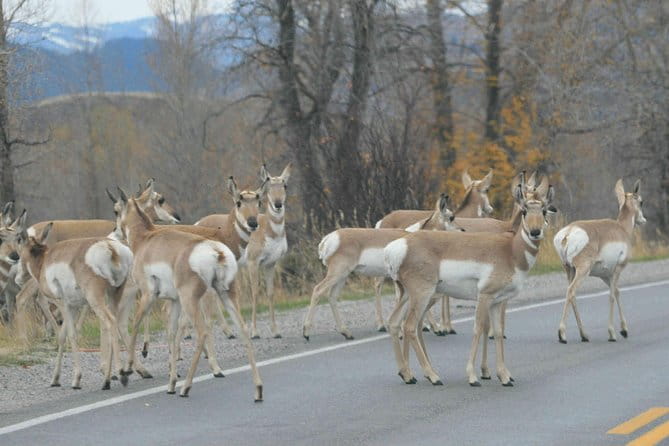 Grand Teton National Park - Full-Day Guided Tour from Jackson Hole - How the Tour Balances Value and Experience