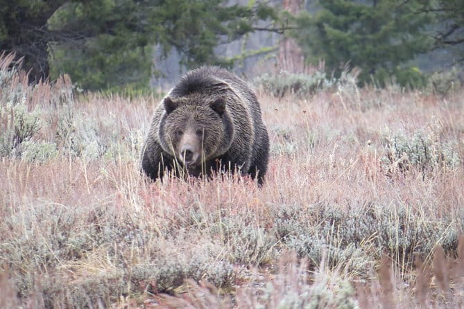Grand Teton National Park - Sunset Guided Tour from Jackson Hole - Who Would Love This Tour?
