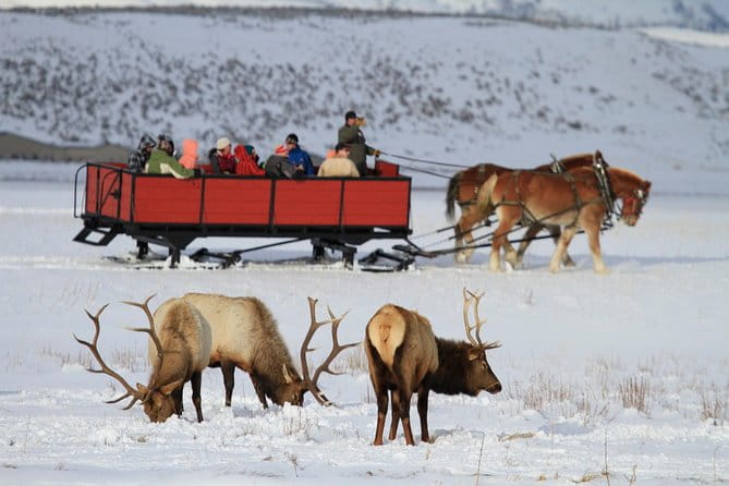 Grand Teton and National Elk Refuge Winter Wonderland Full Day Adventure - Who Should Consider This Tour?