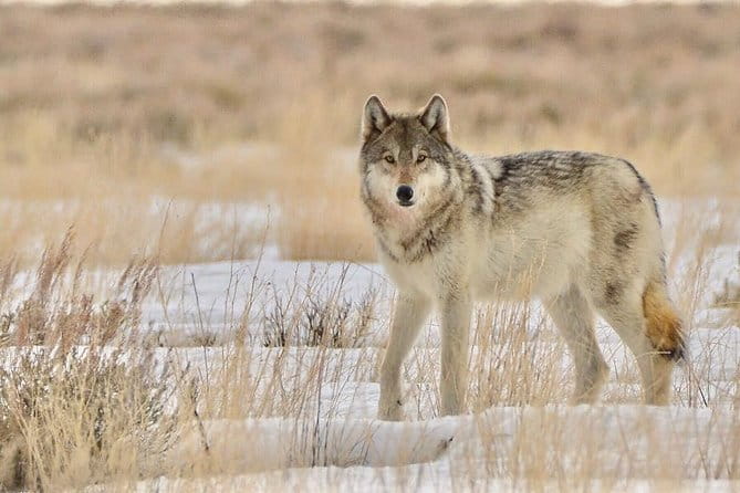 Grand Teton and National Elk Refuge Winter Wonderland Full Day Adventure - FAQ
